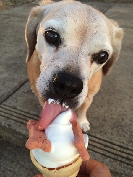 Entry image for Mighty Dog. Clicking this image will show a larger photo