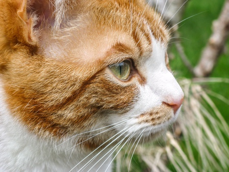 Entry image for Firestar . Clicking this image will show a larger photo