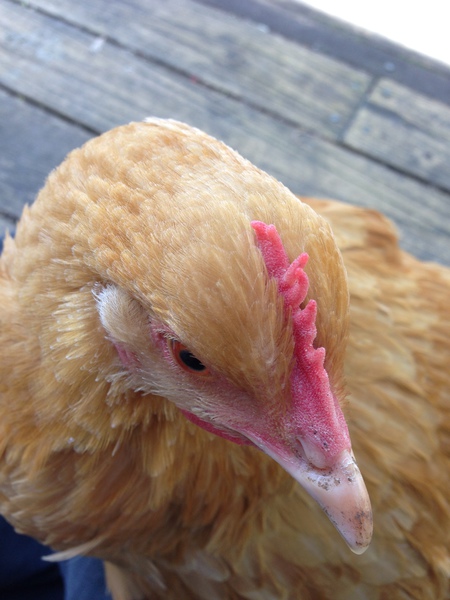 Entry image for The Brown Chicken. Clicking this image will show a larger photo
