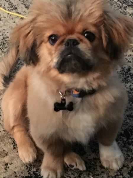 Entry image for Moochie. Clicking this image will show a larger photo