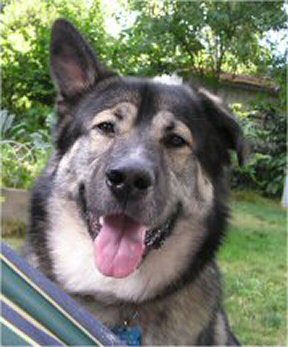 Entry image for Charlie. Clicking this image will show a larger photo