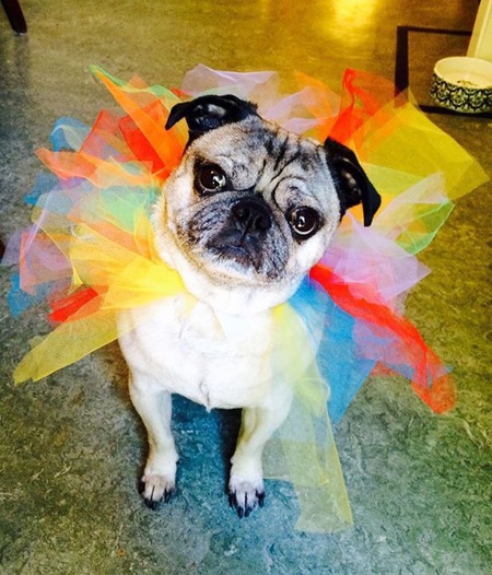 Entry image for Carson. Clicking this image will show a larger photo