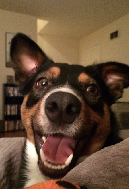 Entry image for Frankie. Clicking this image will show a larger photo