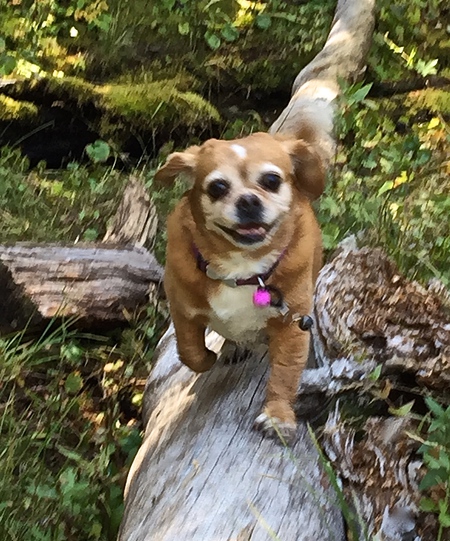 Entry image for Bailey. Clicking this image will show a larger photo