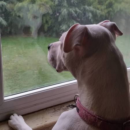 Entry image for Nuala. Clicking this image will show a larger photo