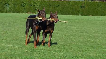Entry image for Roscoe & canelo. Clicking this image will show a larger photo