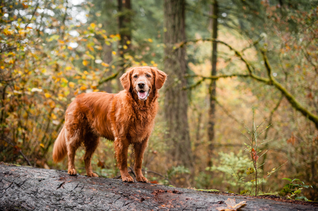 Entry image for Bella. Clicking this image will show a larger photo