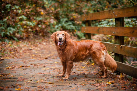 Entry image for Bella. Clicking this image will show a larger photo