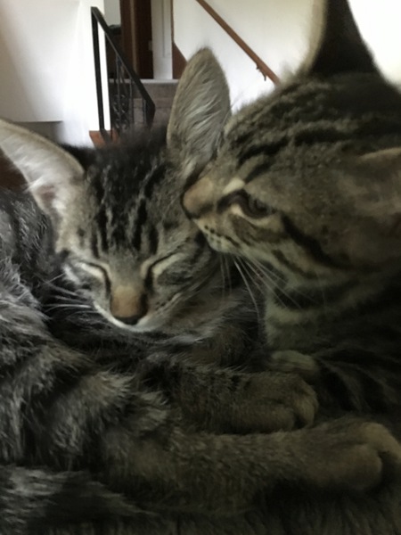 Entry image for Joon and Maeve. Clicking this image will show a larger photo