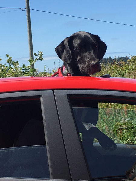 Entry image for Porter. Clicking this image will show a larger photo