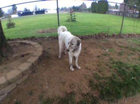 Entry image for BO Barksalot. Clicking this image will show a larger photo