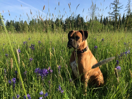 Entry image for Bella. Clicking this image will show a larger photo