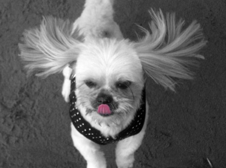 Entry image for Lola. Clicking this image will show a larger photo