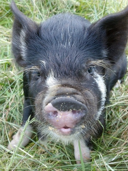 Entry image for Albert Einswine. Clicking this image will show a larger photo