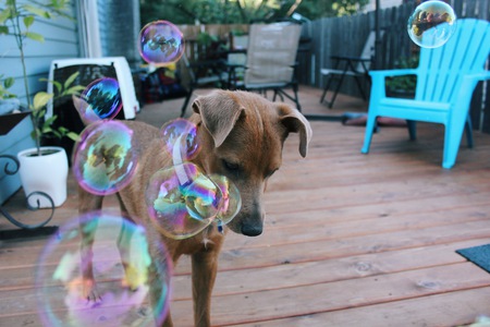 Entry image for Yogi. Clicking this image will show a larger photo