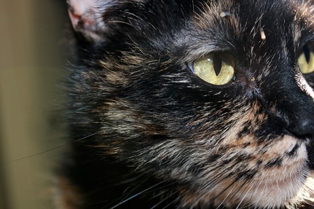 Entry image for Princess. Clicking this image will show a larger photo