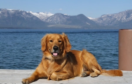 Koda