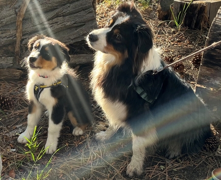 Banjo & Auggie