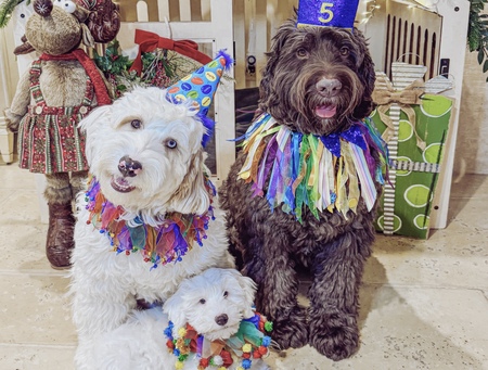 Loki, Frosty & Louis