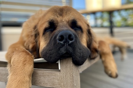 Wilson