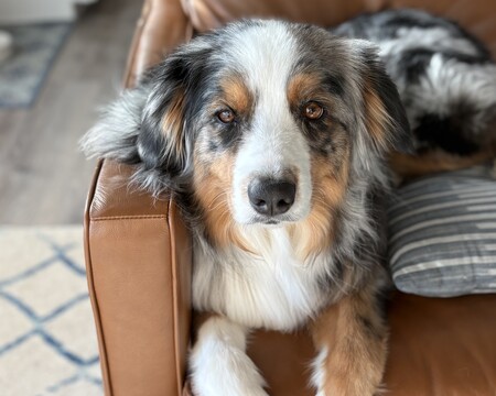 Hank