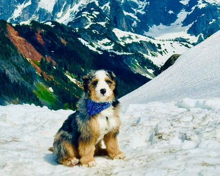 Entry image for Chiku. Clicking this image will show a larger photo