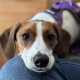 Entry image for Molly