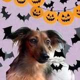 Entry image for Lily