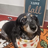 Entry image for Dolly