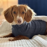 Entry image for Maisie