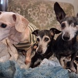 Entry image for Joey, Jake and ferris