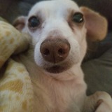 Entry image for Frankie 