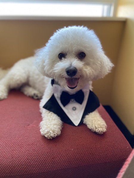 Entry image for Teddy. Clicking this image will show a larger photo