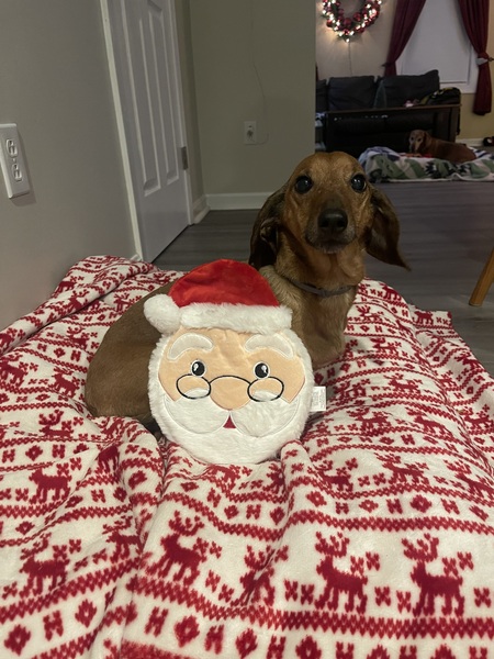 Entry image for Beau. Clicking this image will show a larger photo