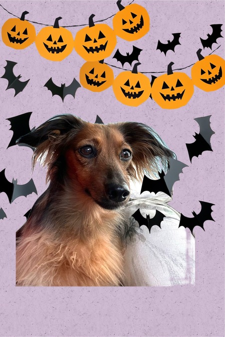 Entry image for Lily. Clicking this image will show a larger photo