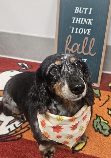 Entry image for Dolly. Clicking this image will show a larger photo