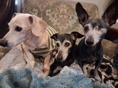 Entry image for Joey, Jake and ferris. Clicking this image will show a larger photo