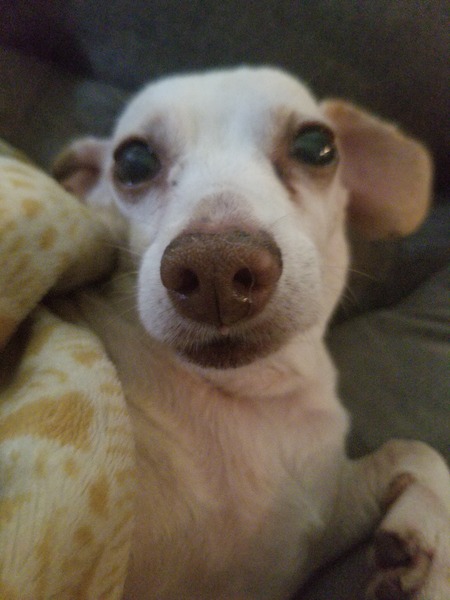 Entry image for Frankie . Clicking this image will show a larger photo
