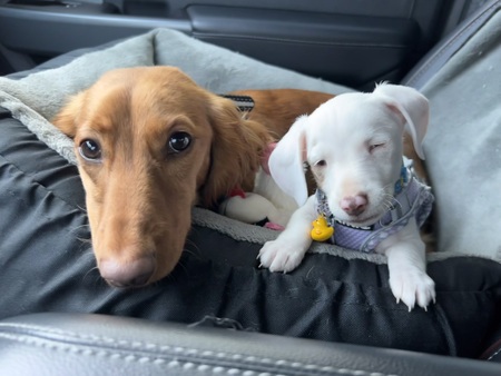 Gator & Fievel