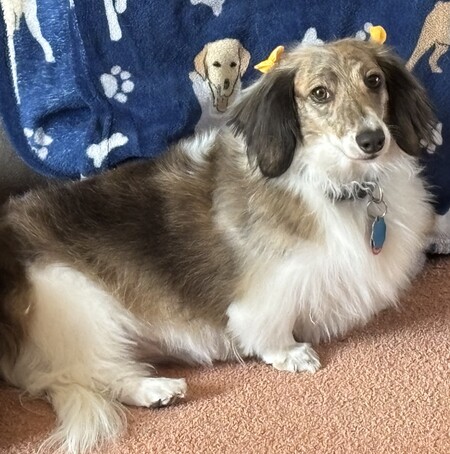 LuLu