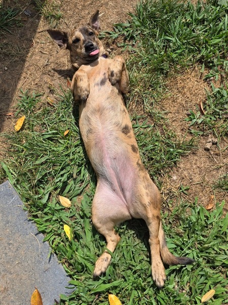 Daisy
