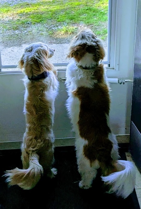 Winston & Egon