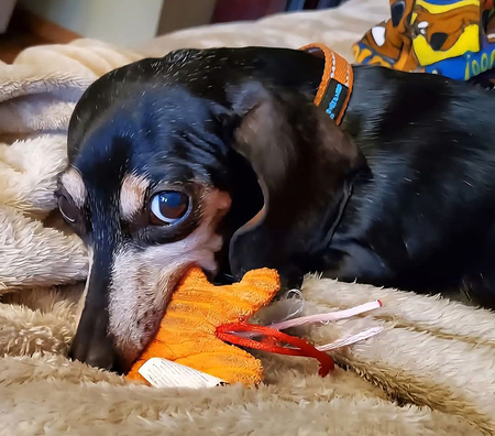 Gertie