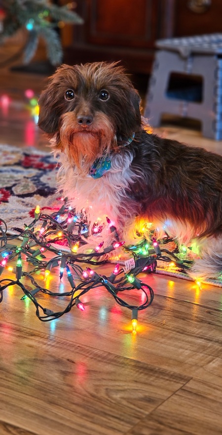 Entry image for Reba. Clicking this image will show a larger photo