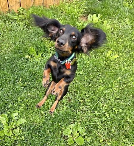 Enzo