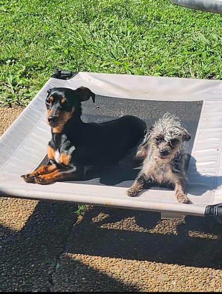 Sly Barkllone and Smokey Blue