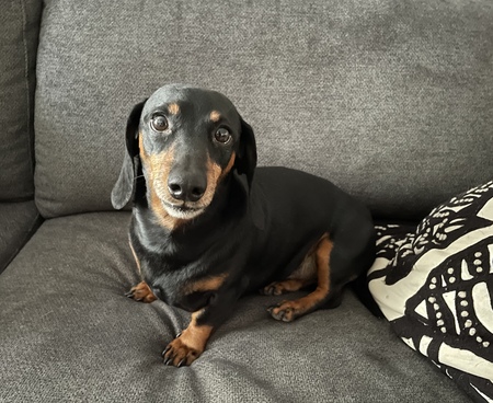 Entry image for Smokey. Clicking this image will show a larger photo