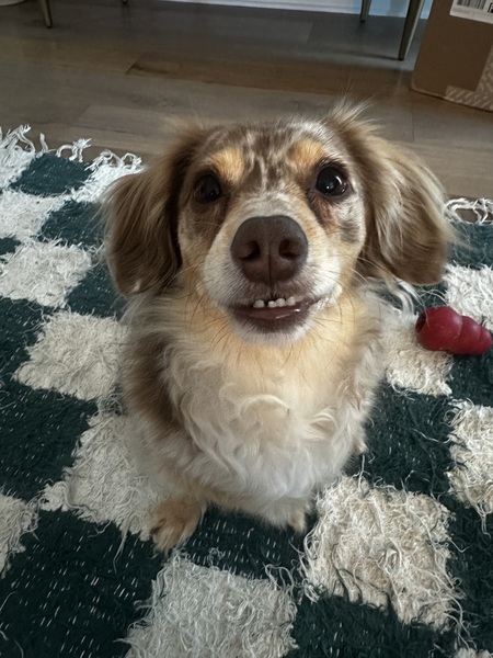 Basil