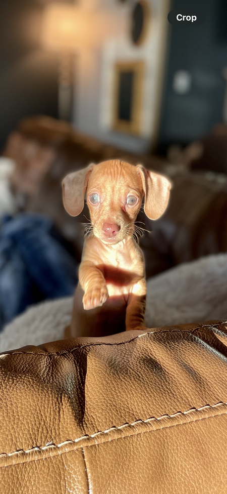 Roo 