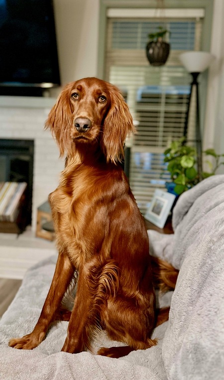Mollie